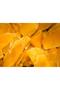 25 Gr Dried Mango, Sugar Added, Fresh Harvest, Domestic Production, 100% Mango - 2