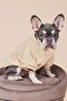 Embroidery Printed Small Breed Dog Sweatshirt, Balloon Dog Clothing - 7