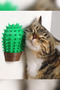 Cactus Cat Self-Scratching Toy |   Cat Scratching and Itching Device