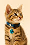 Zilli Kedi Ve Köpek Tasması - 2