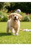 Dog Toy Set – Durable Large Bone + Paw Tennis Ball + Colorful Rope Chew Toy - 5