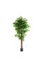 Ficus 180cm