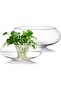 2-Pack Glass Vase Bowl, 6" & 8" Wide Mouth Clear Round Terrarium