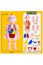 Human Body Parts Assembly Set - 13 Piece Removable Anatomy Model - 8
