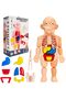 Human Body Parts Assembly Set - 13 Piece Removable Anatomy Model
