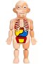 Human Body Parts Assembly Set - 13 Piece Removable Anatomy Model - 7