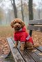 Red Dog Raincoat, Reflective Waterproof Dog Raincoat, Dog Clothing, Dog Raincoat - 3