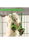 Healthy Teeth-Cleaning Catnip Ball - Refreshes Breath & Promotes Digestion in Cats - 5