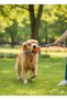 Dog Toy Set – Durable Large Bone + Paw Tennis Ball + Colorful Rope Chew Toy - 3