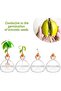 Avocado Vase - Seed Starter, Clear Avocado Tree Growing Kit Planter Pot - 4