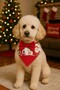 New Year's Concept Cat Dog Bandana - 2