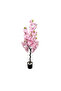 Cherry Blossom 120cm