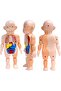 Human Body Parts Assembly Set - 13 Piece Removable Anatomy Model - 3