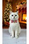 Christmas Themed Red Striped Cat and Small Breed Dog Collar