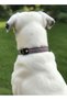 Dog Collar Adjustable Tiny & Small & Medium & Large Breed Collar Cord Multi Color - 3