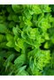 Thyme Oil and Peppermint Essential Oil (10Ml+10Ml) - 100% Pure Peppermint, Thyme Oil Natural Essential Oil - 4