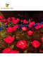 Two Solar Fiber Optic Rose Lights - Red, Solar LED Outdoor Waterproof Ground-Mounted