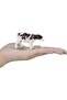 Holstein Calf standing Toy Figure - 4