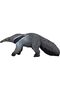Giant Anteater - 4