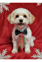 Cat Dog Christmas New Year Bow Tie Necktie - 2