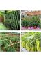 OneDcor Bamboo Plant Support Stakes – 100cm, 10 PCs - 5