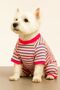 Small Breed Neon Color Striped Dog Jumpsuit Dog Outfit (1-10kg)