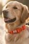 Reflective Dog Collar, Large and Medium Breed Dog Collar, Dog Neck Collar - 4