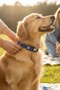 Reflective Dog Collar, Large and Medium Breed Dog Collar, Dog Neck Collar - 4