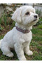 Dog Collar Adjustable Tiny & Small & Medium & Large Breed Collar Cord Multi Color