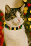 New Year Themed Love Written Adjustable Cat & Small Dog Collar (25–32 cm)
