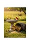 Premium Yellow Sorghum (Milo) Grain – 10kg Bag | High-Energy Feed for Birds & Farm Animals - 2