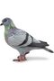 Hand-Painted Pigeon Figurine - Model 50295 - Wildlife Collectible, From 3 Years