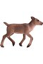 Reindeer Calf