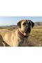 Large Breed Fancy Hand Embroidered Braided Dog Collar Height 85 Cm Width 5 Cm - 2
