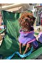 Summer ®   Natural Bamboo Super Water Absorbent Luxury Towel Adjustable Waist Bathrobe for Small and Large Breed - 6