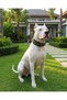 Fancy Dog Guard Collar - 3