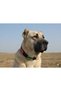 Beaded Fancy Hand Embroidered Dog Collar 70x4 Cm - 5