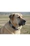 Beaded Fancy Hand Embroidered Dog Collar 70x4 Cm - 3
