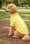 Yellow Dog Sweater – Warm and Stylish Winter Dog Clothing