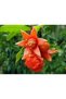 Pomegranate Flower 100 Grams - 3