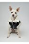 Zippered Fur Leather Dog Outfit Black Medium