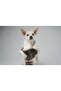 Zippered Fur Leather Dog Outfit Brown Medium - 5