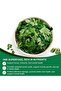 Single Origin Moringa Powder Organic Moringa Leaf Energy Metabolism Immune Support 60 Capsules - 4