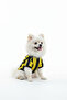 Cat-Dog Fan Jersey Yellow Navy Blue - Small Breed