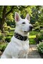 Fancy Dog Guard Collar
