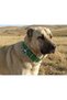 Large Breed Adult Dog Collar 80X5 cm - 2