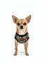 Cat-Dog Outfit Baseball Pattern - Small Breed