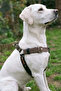 Dog Collar Medium and Large Breed Adjustable Column Cord and Nubuck Leather Black and Mink - 3