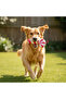 لعبة عصا السكر الصوتية - 3