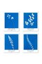 ALAYRA Wall Art Unframed Prints Giclee Art Paper Set of 4, Flower Artwork Medium Size, Livingroom Decoration Botanical Blue Minimalist Plant Illustrations Anna Atkins Posters20X25 CM
